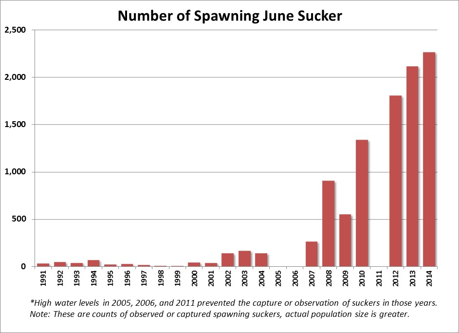 June Sucker Spawning